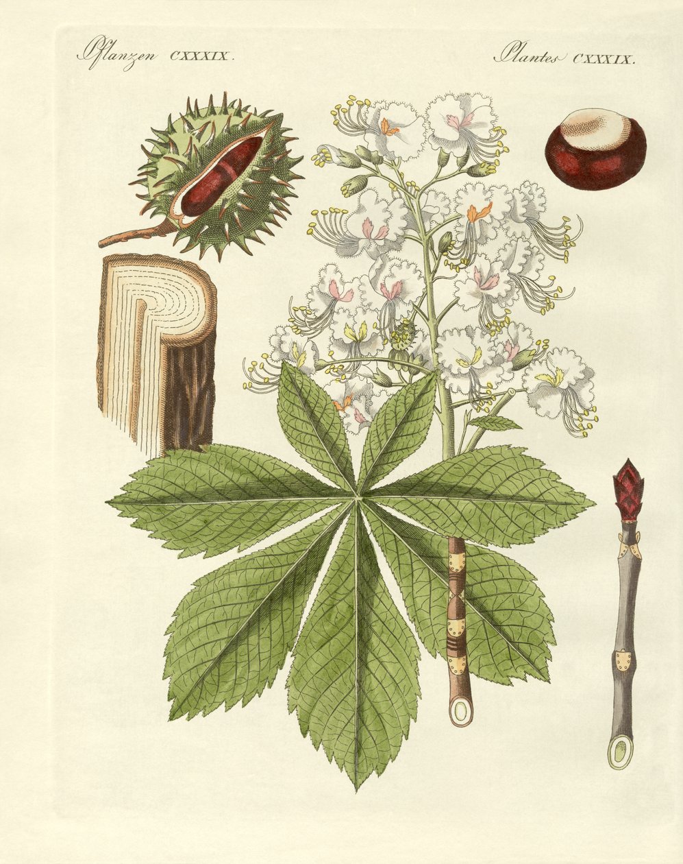 Buckeyes-trädet av German School