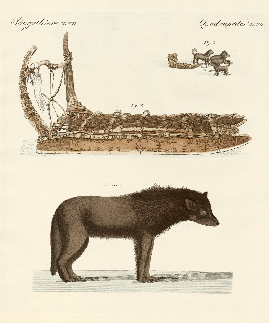The Dog of the Baffin-bay (färgad gravyr) av German School