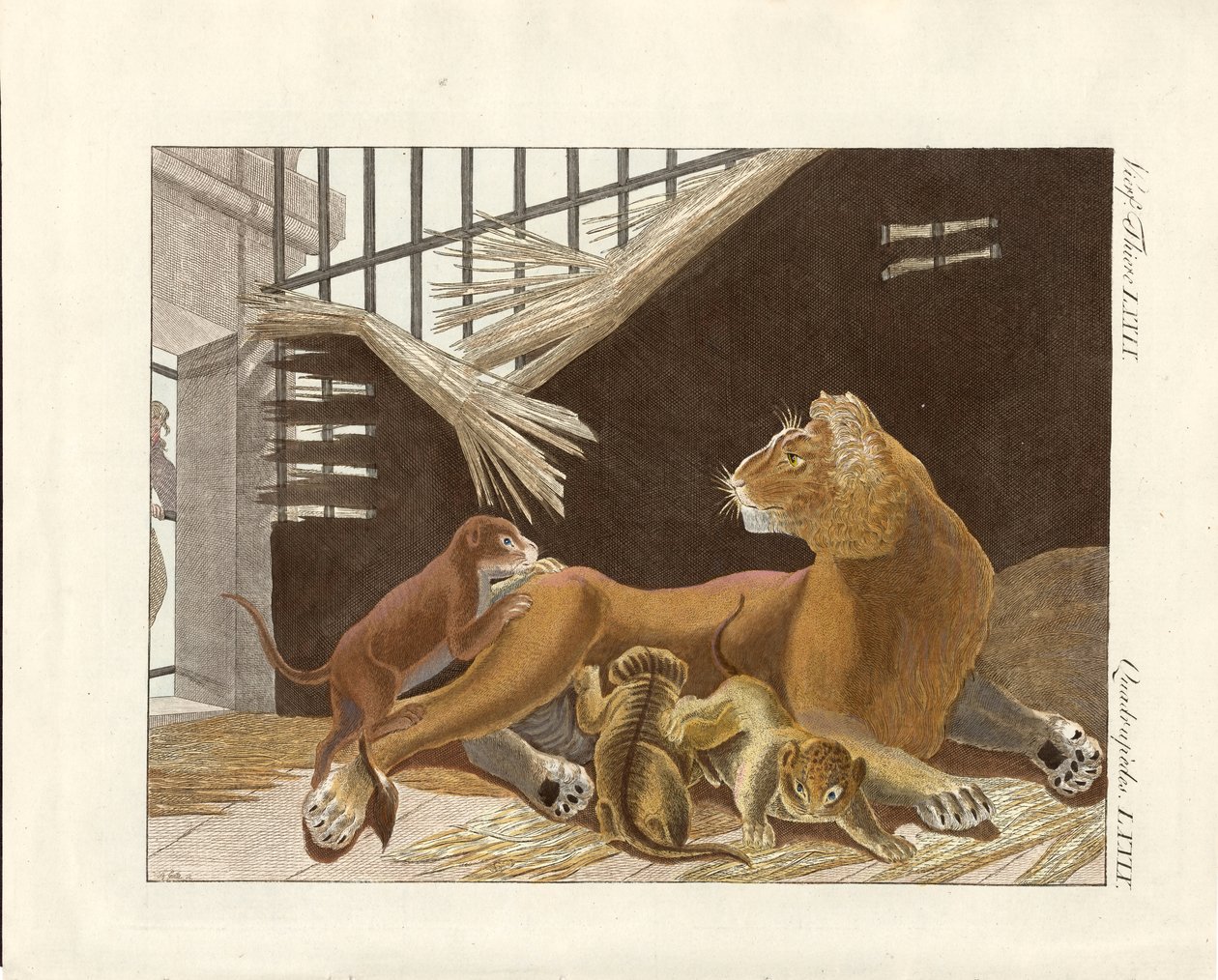 Lejoninnan och hennes ungar (färgad gravyr) av German School