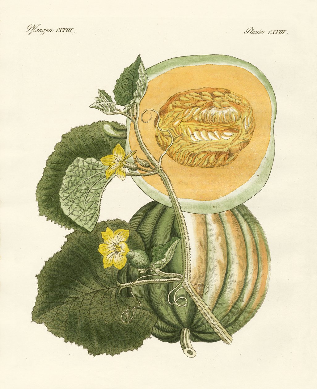Melonen (färgad gravyr) av German School
