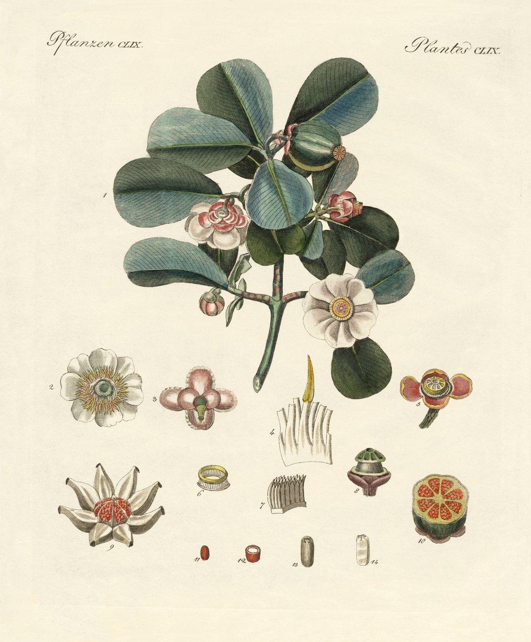 Den rosa färgade clusia (färgad gravyr) av German School