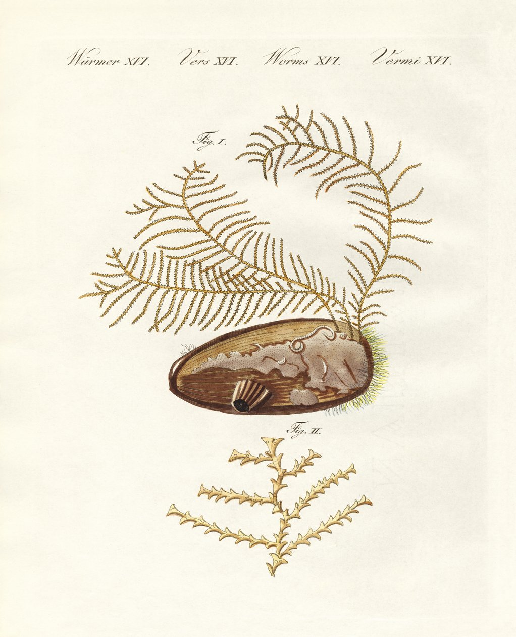 Den sertulariska hydroiden (färgad gravyr) av German School