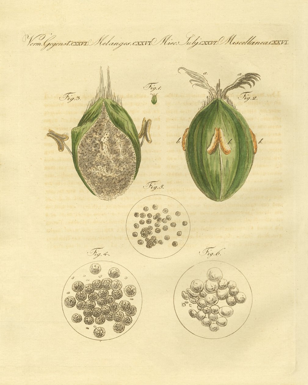 Vetets ustilaginomycotina (färgad gravyr) av German School