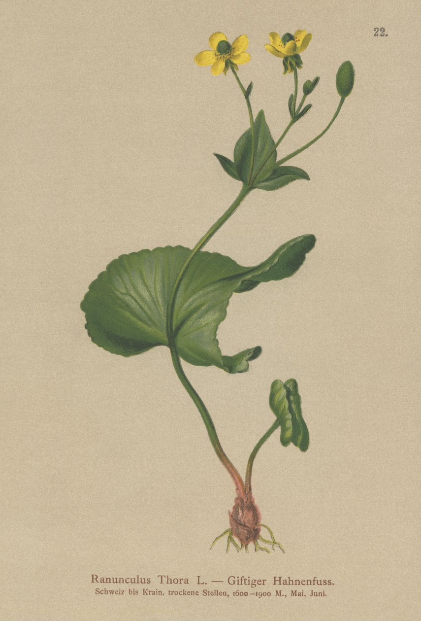 Thora smörblomma (Ranunculus Thora) av German School