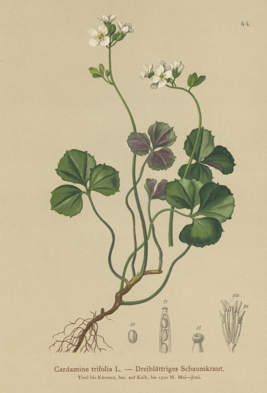 Trebladig bitterkrasse (Cardamine trifolia) av German School