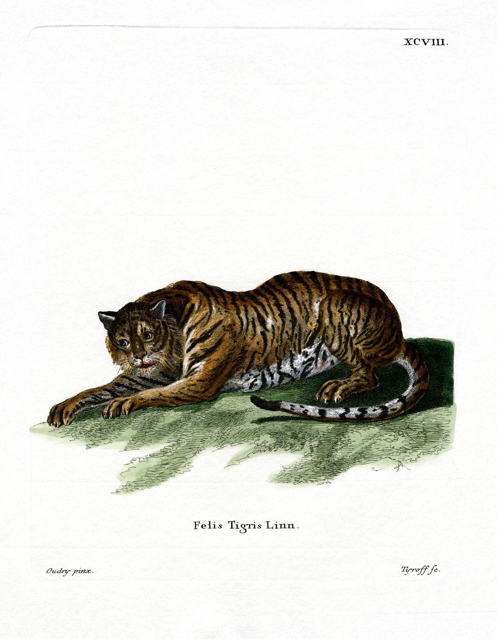 Tiger (färgad gravyr) av German School