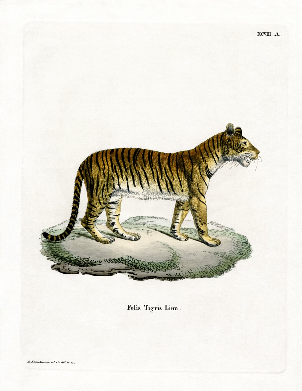 Tiger (färgad gravyr) av German School