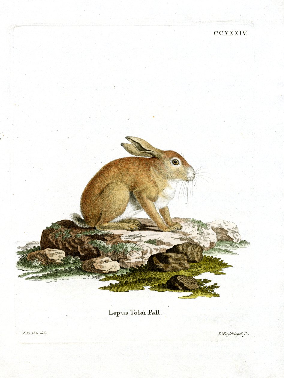 Tolai Hare (färgad gravyr) av German School
