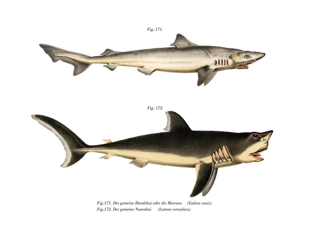 Tope Shark (färg litho) av German School