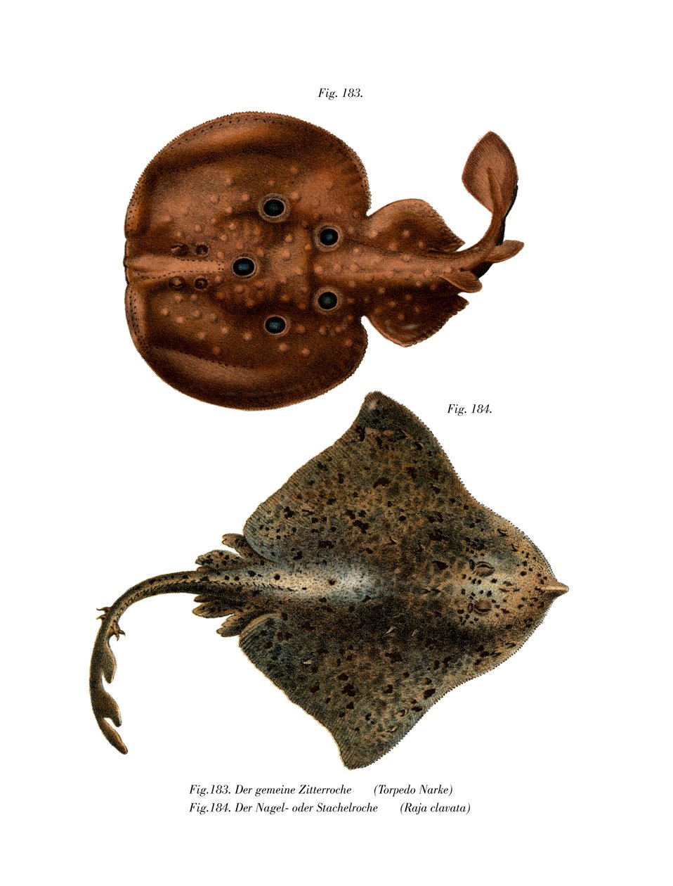 Angel Shark (färg litho) av German School