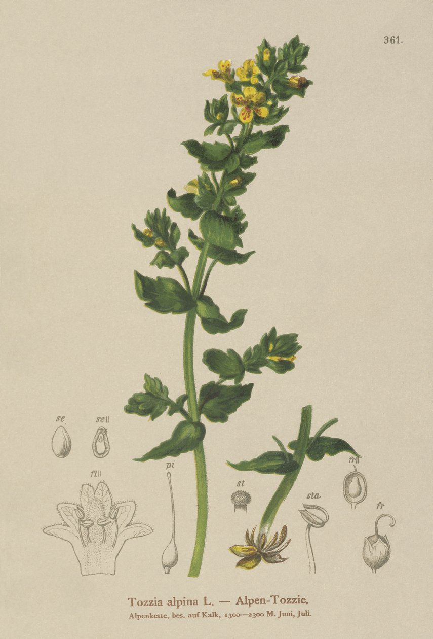 Tozzia (Tozzia alpina) av German School