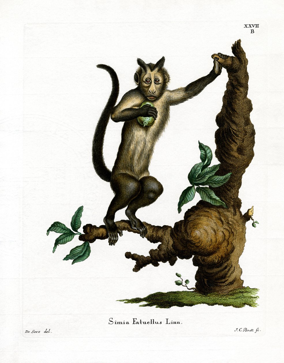 Tufted Capuchin (färgad gravyr) av German School
