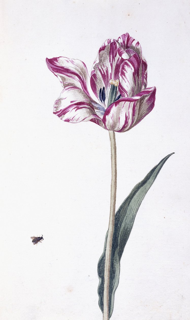 Tulpan och bi, 1700-tal av German School