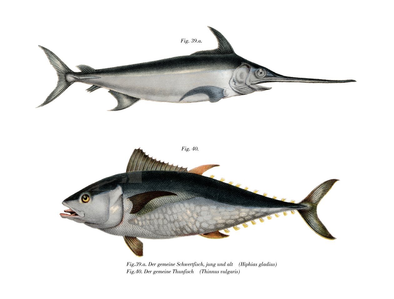 Tonfisk (färg litho) av German School