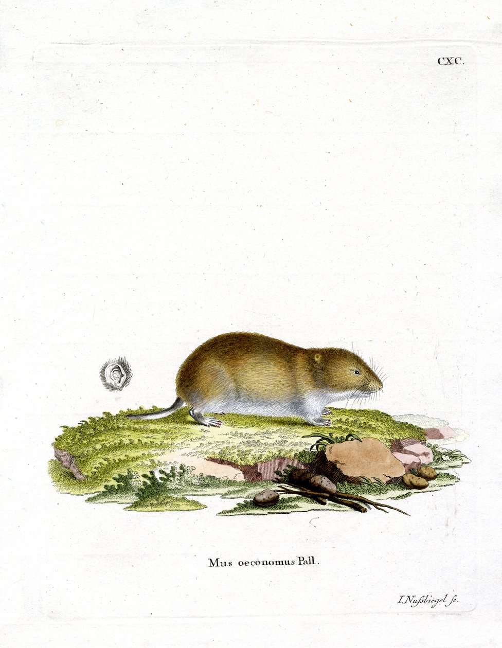 Tundra Sork (färgad gravyr) av German School