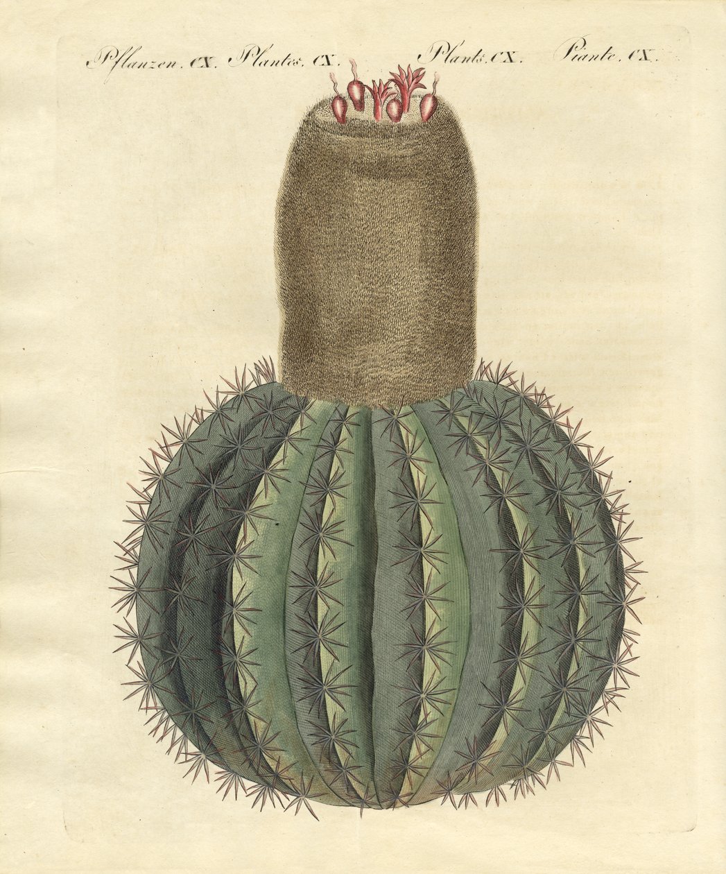 Turks-cap Cactus av German School