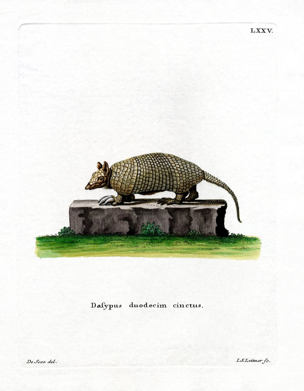 Tolvbandad bältdjur (färgad gravyr) av German School