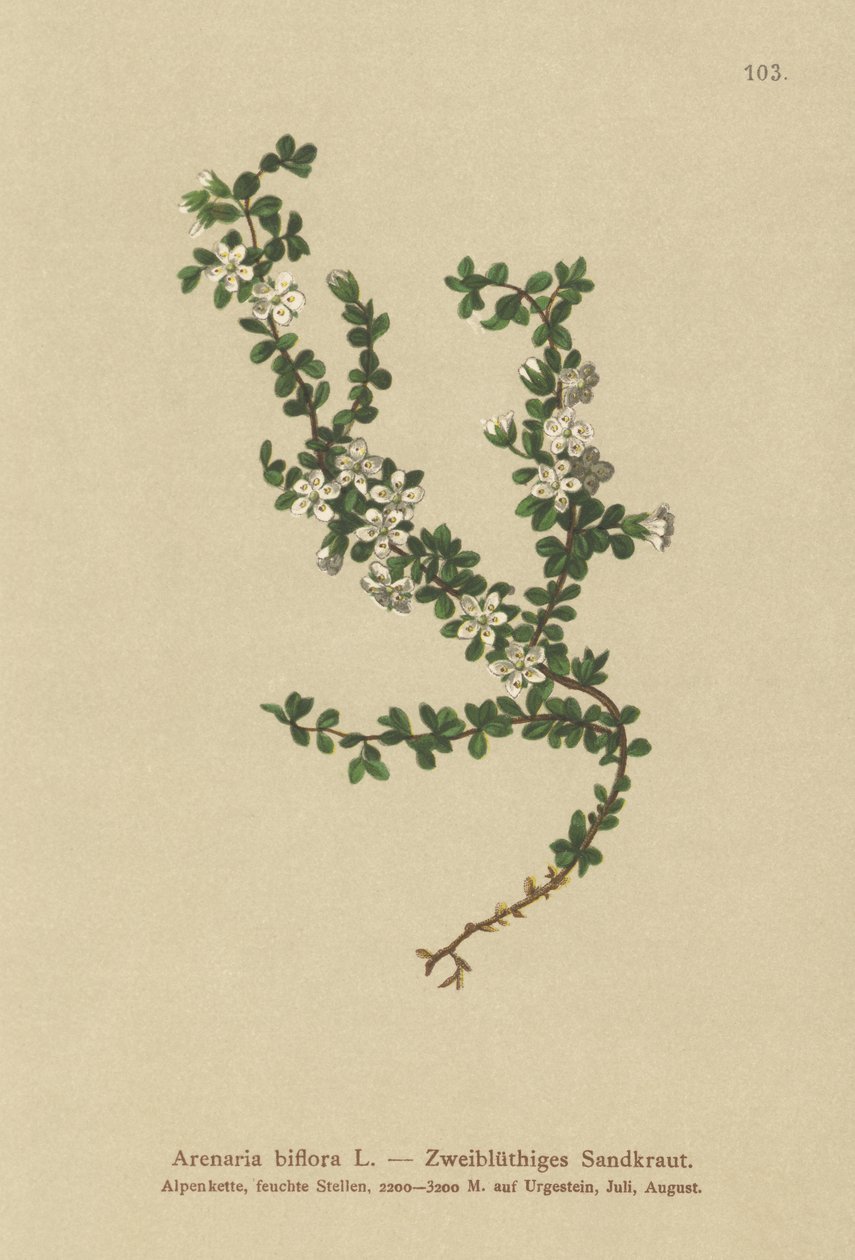Tvåblommig sandört (Arenaria biflora) av German School