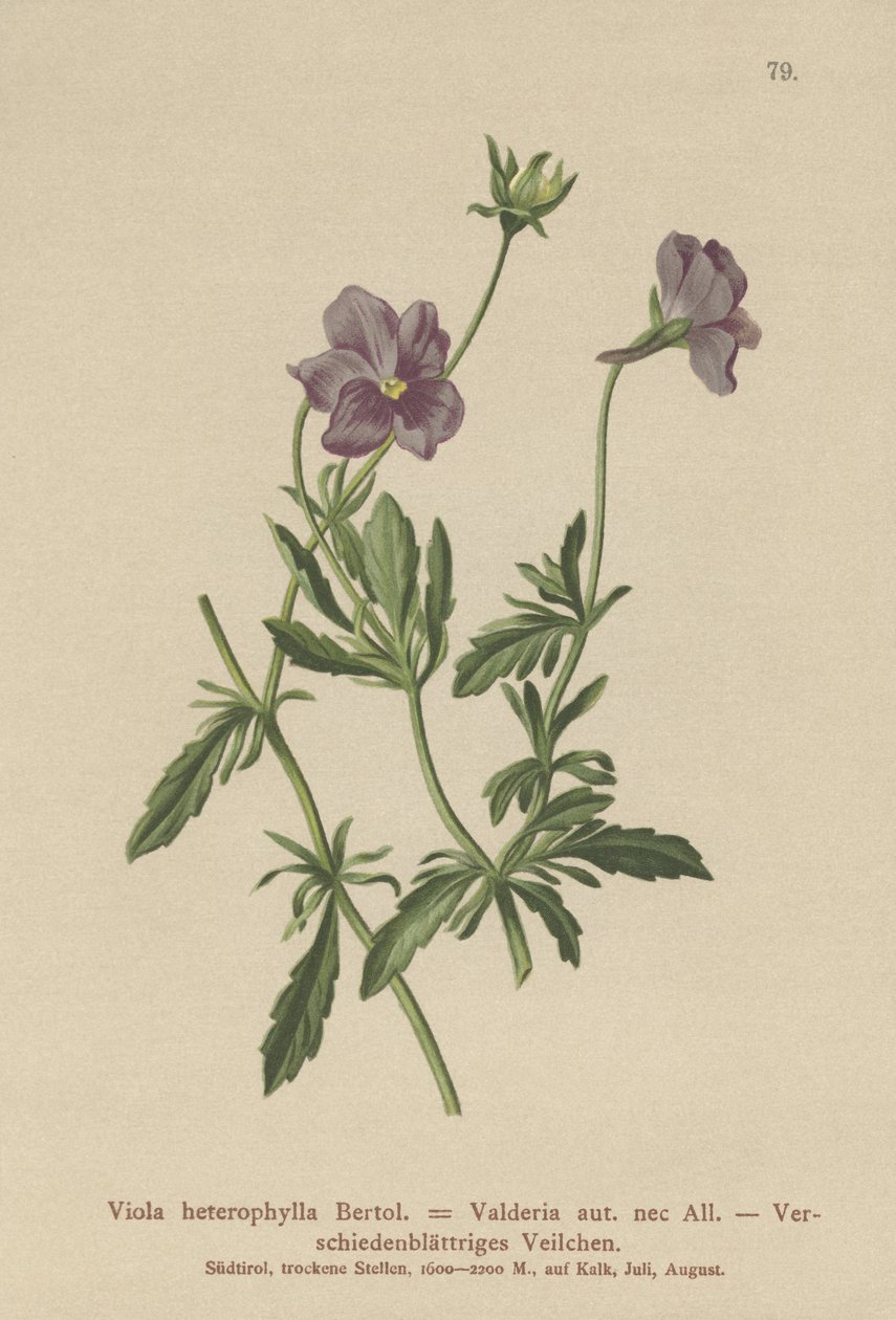 Valderia Violet (Viola heterophylla, Viola Valderia) av German School