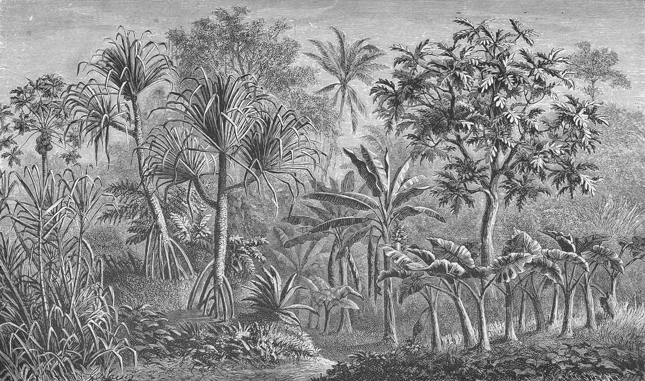 Vegetation i Indien av German School