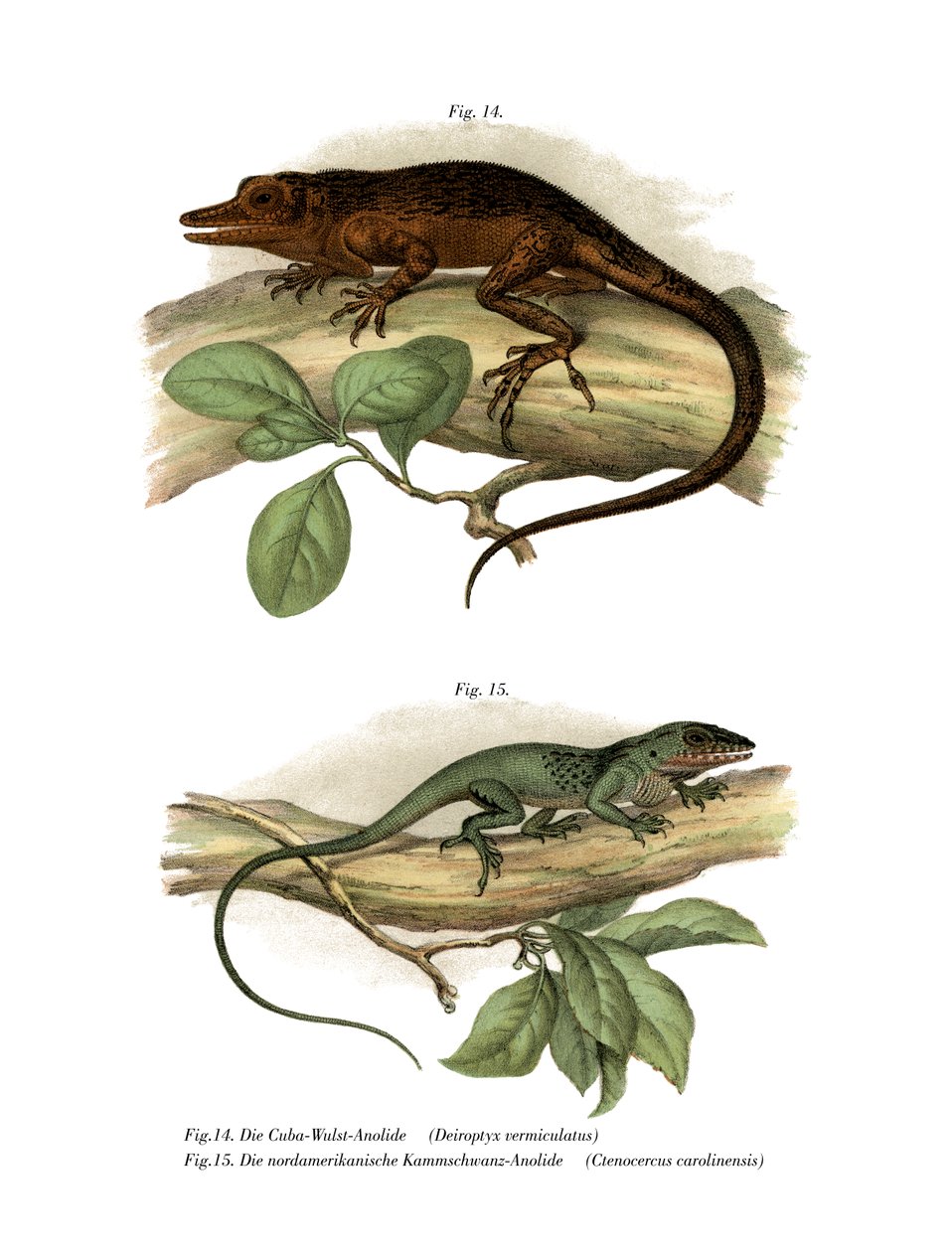 Vinales Anole (färg litho) av German School