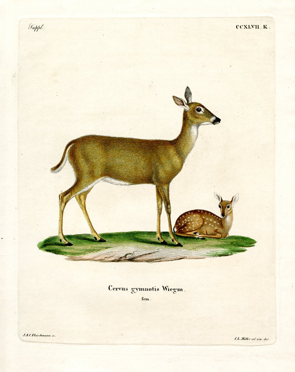 Virginian Deer (färgad gravyr) av German School