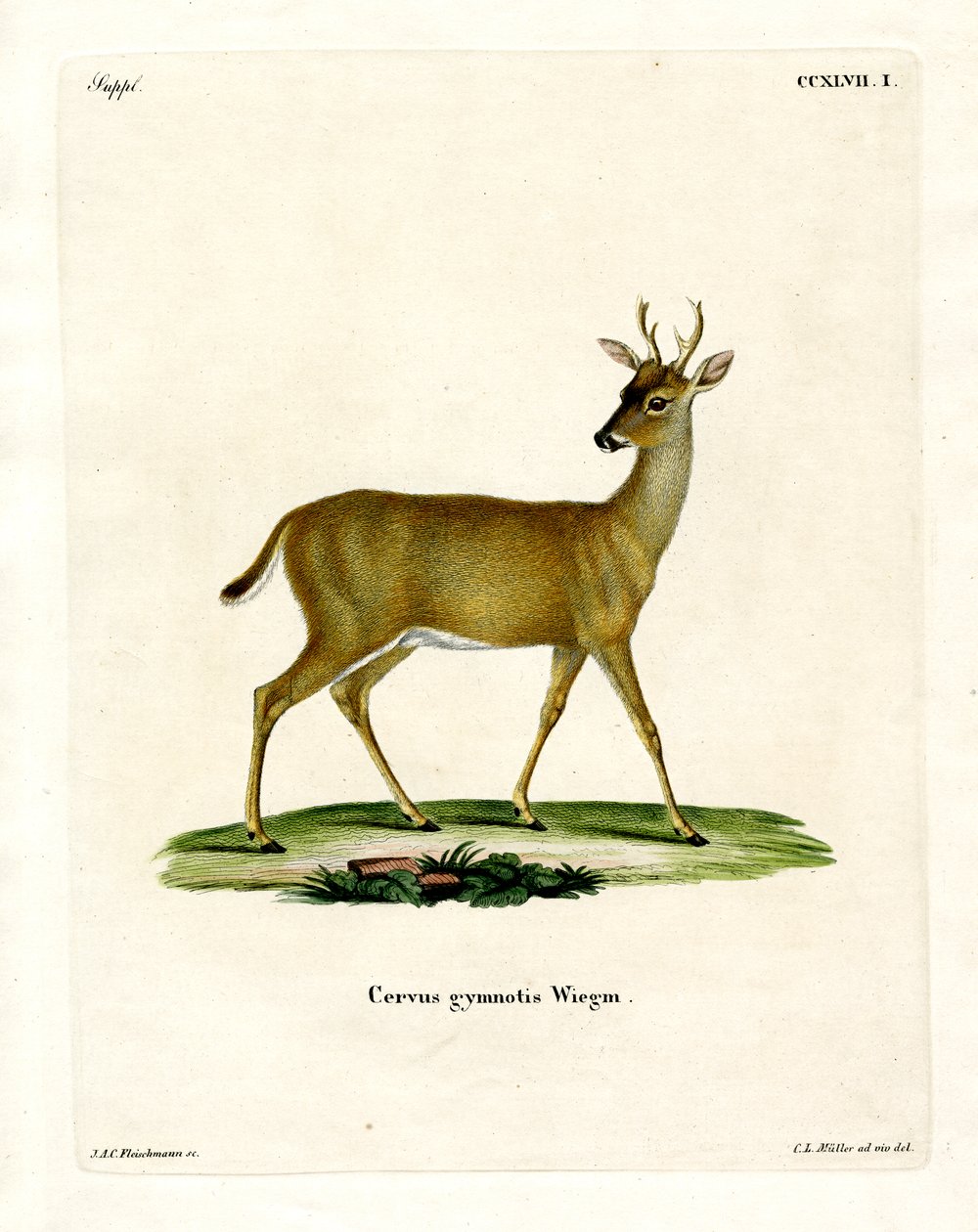Virginian Deer (färgad gravyr) av German School