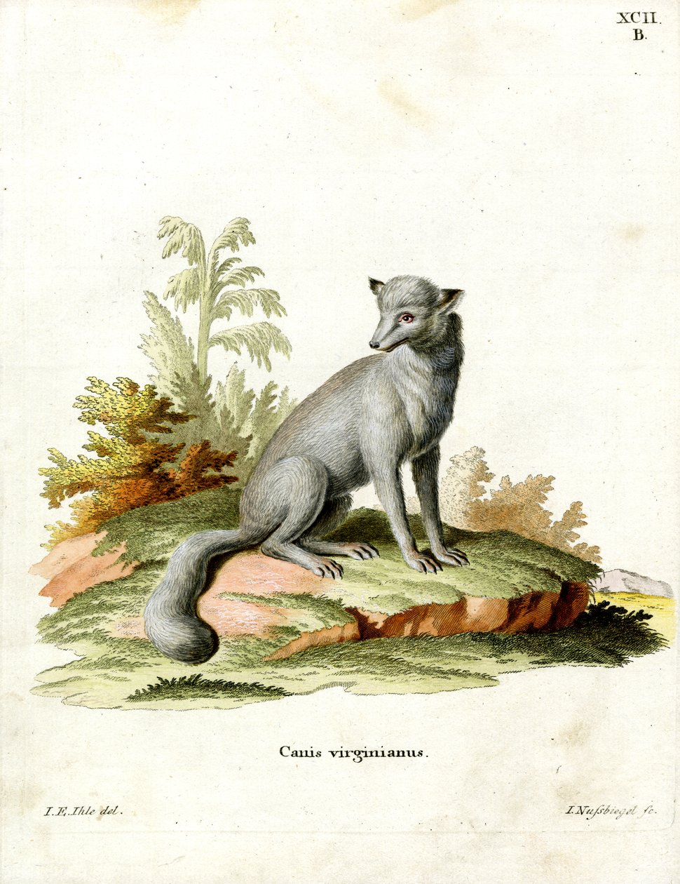 Virginian Fox (färgad gravyr) av German School