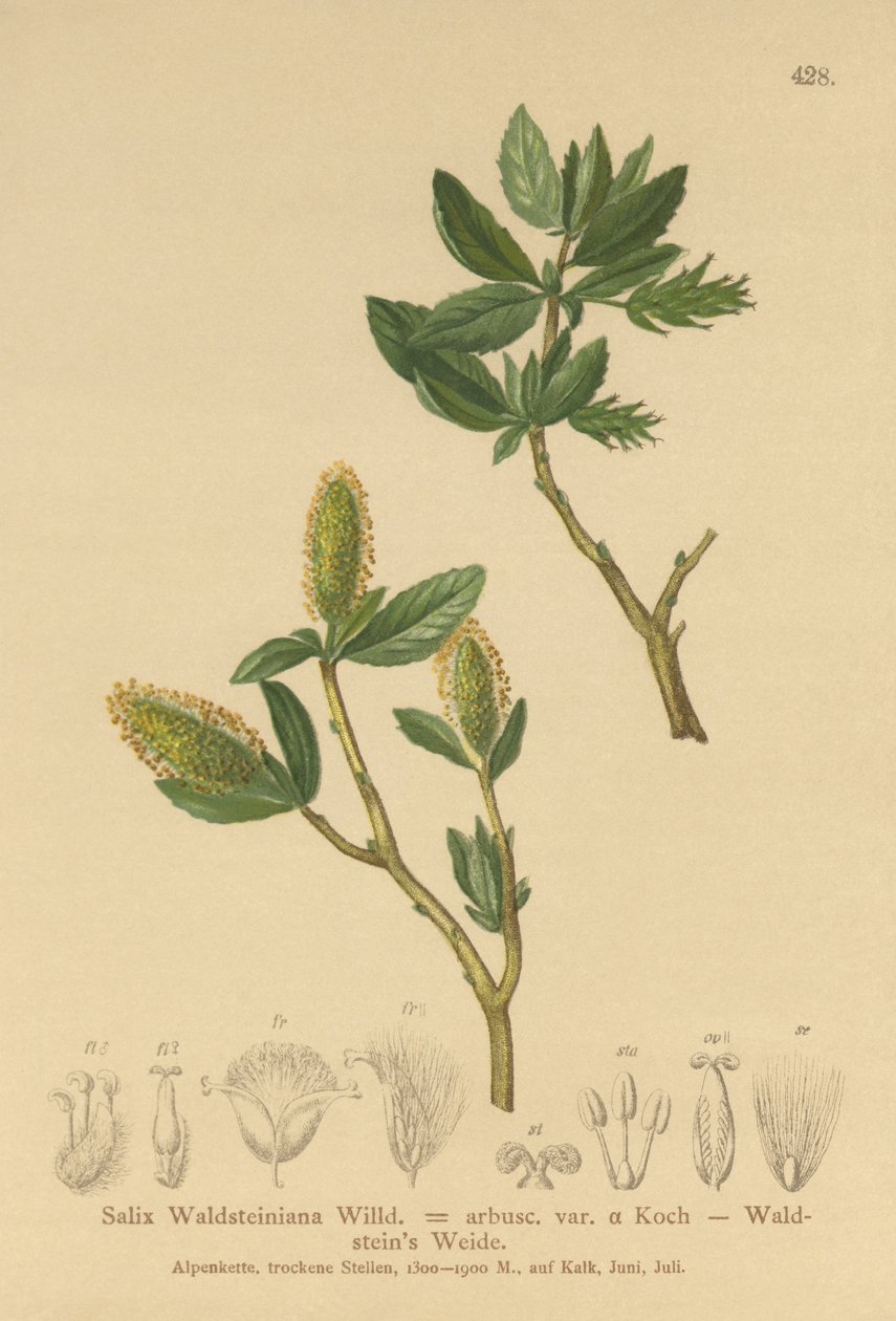 Waldsteins Willow (Salix Waldsteiniana, Salix arbusc. var.) av German School