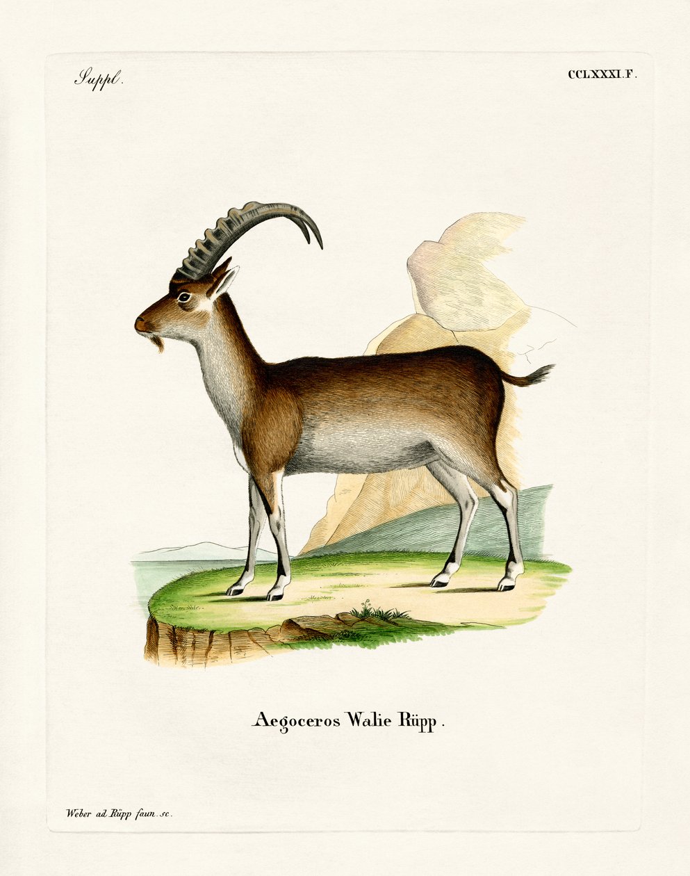 Walia Ibex (färgad gravyr) av German School