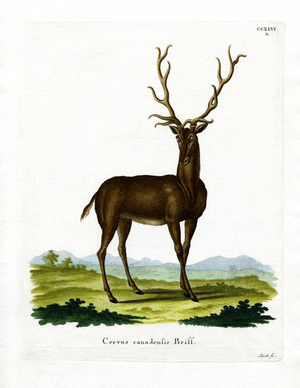 Wapiti (färgad gravyr) av German School