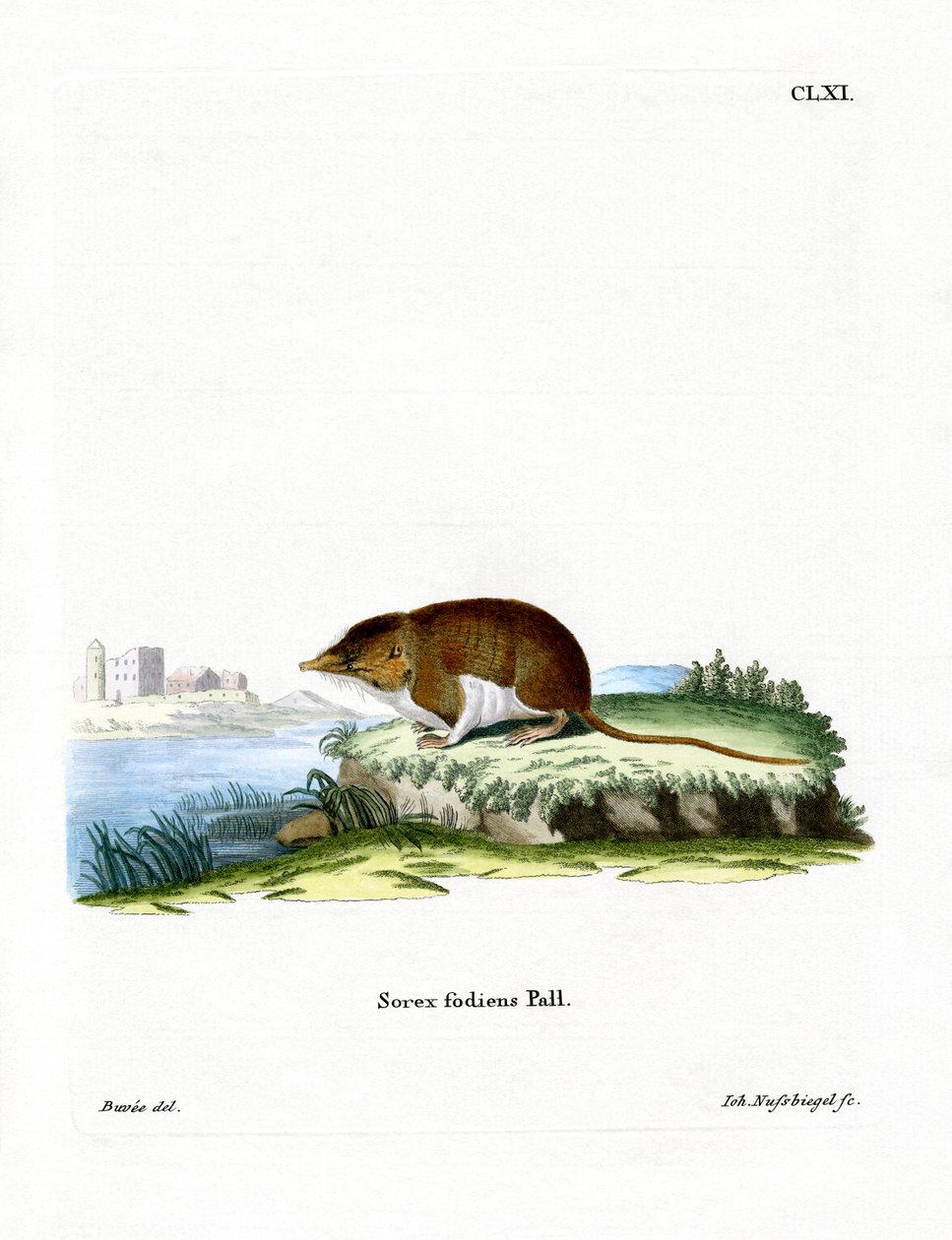 Water Shrew (färgad gravyr) av German School
