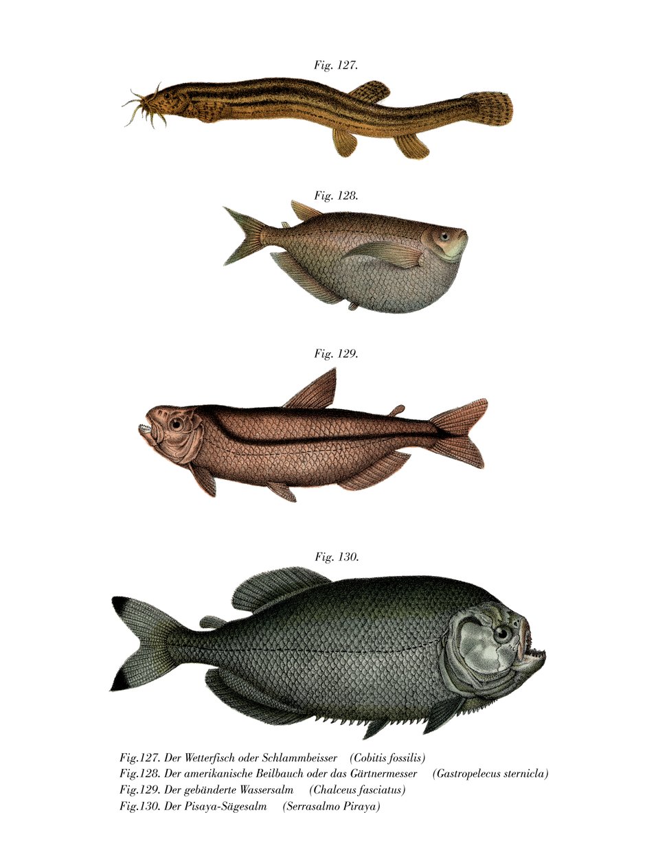 Weather Loach (färg litho) av German School