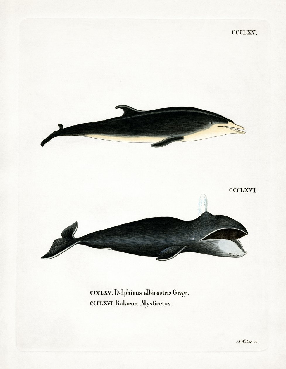 Vitnäbbad delfin (färgad gravyr) av German School