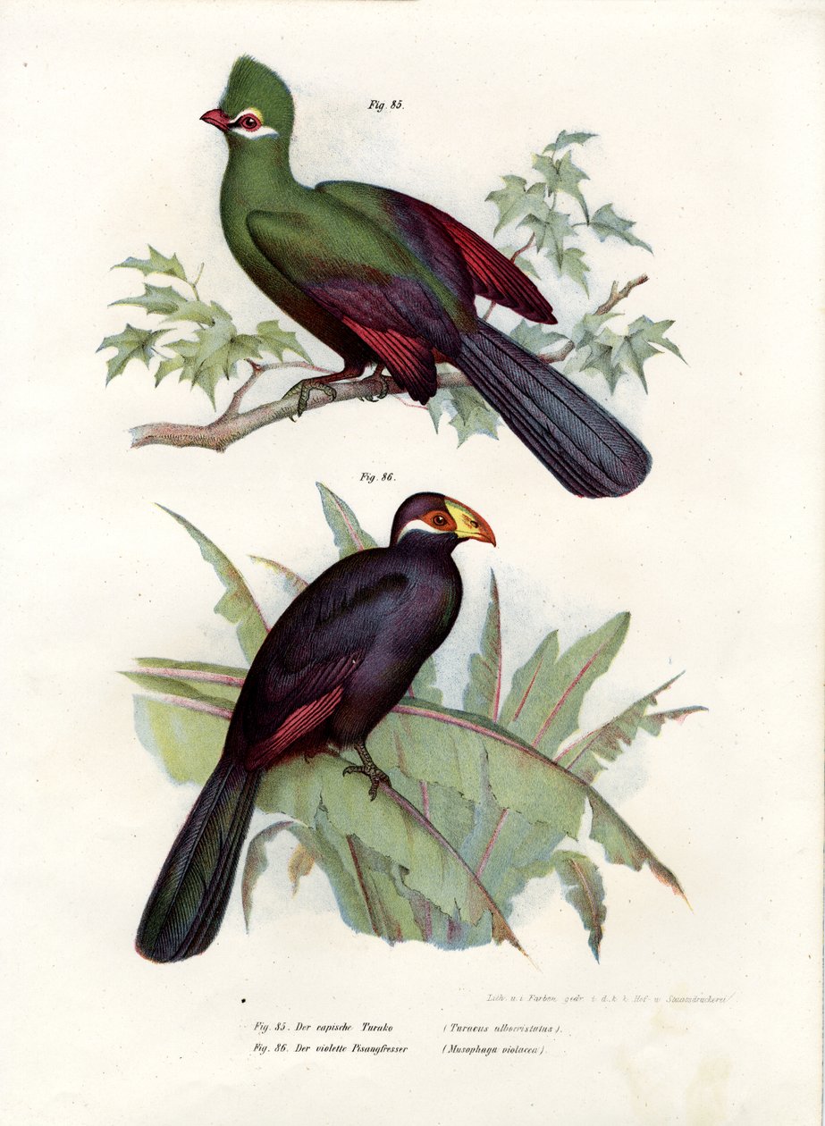Vitkrönad Turaco, 1864 av German School