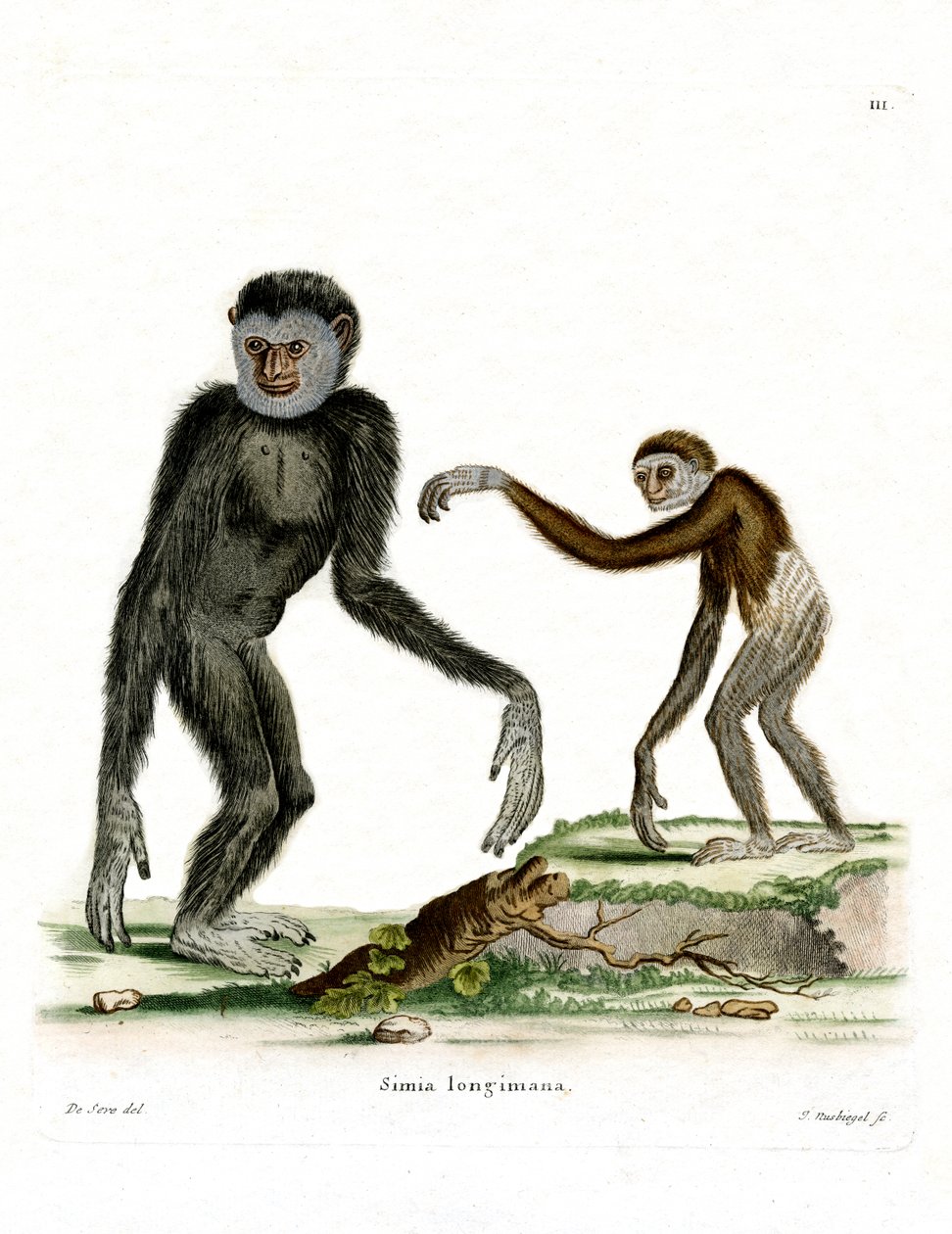 White-handed Gibbon (färgad gravyr) av German School