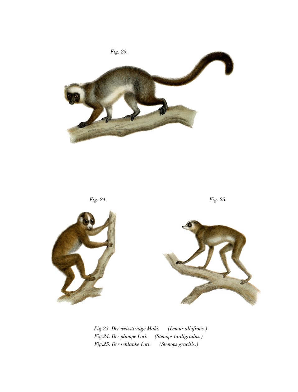 Vithövdad lemur, 1860 av German School