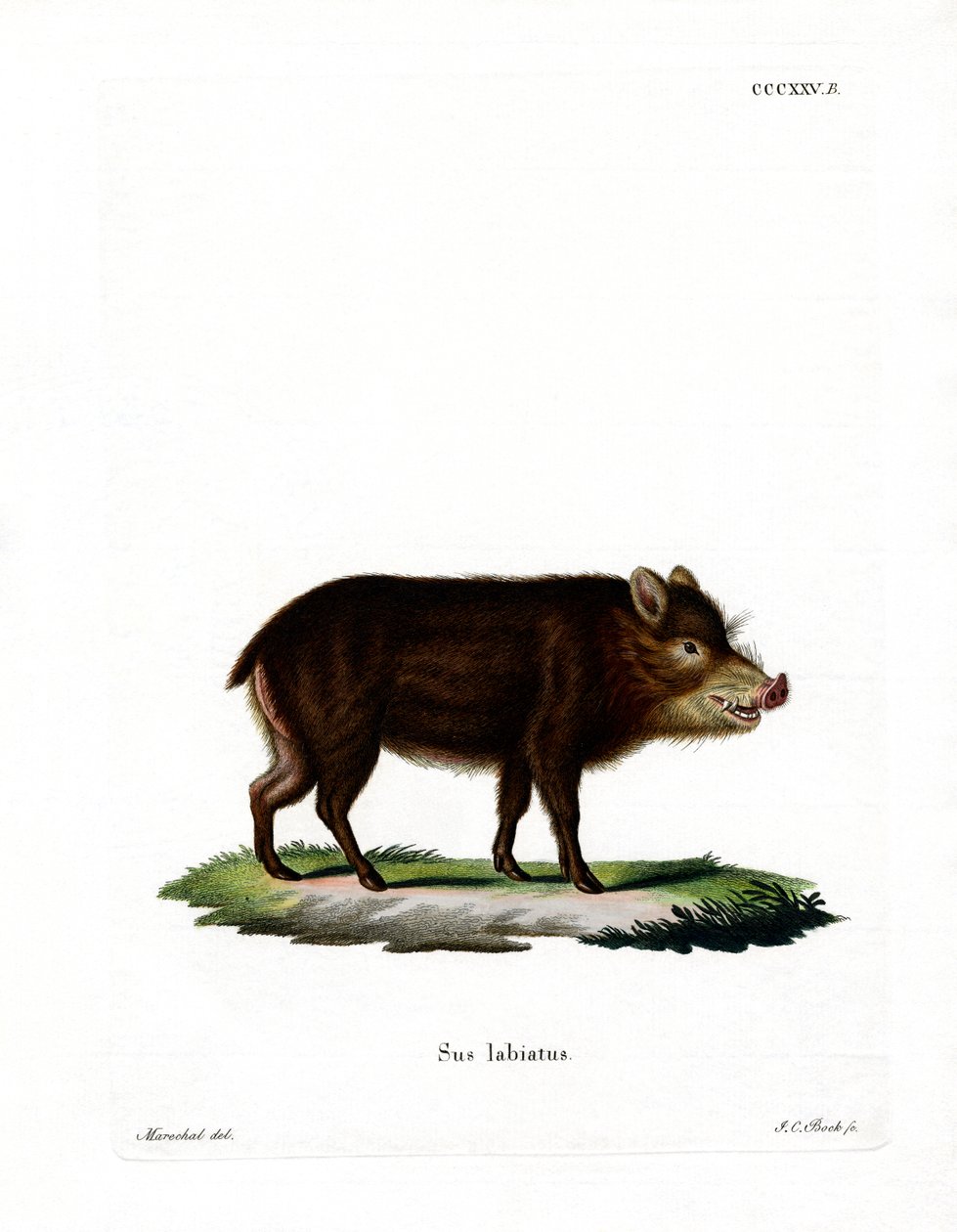 Vitläppad Peccary av German School
