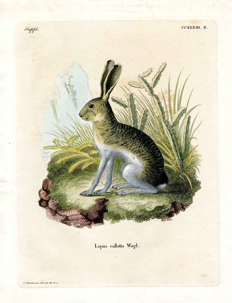 Vitsidig Jackrabbit (färgad gravyr) av German School