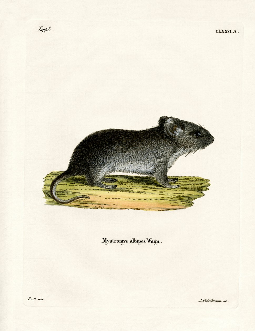 Vitsvansmus (färgad gravyr) av German School