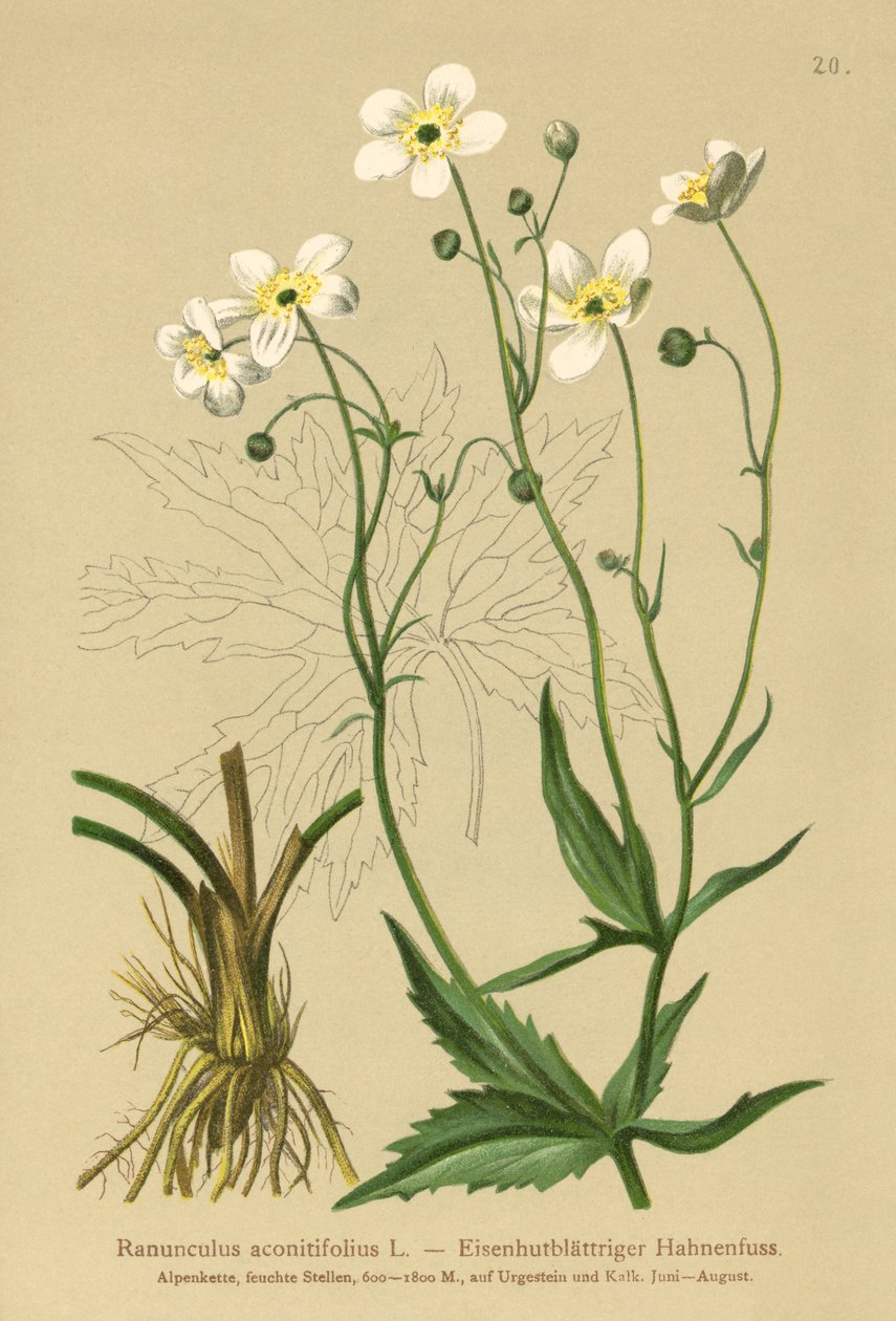 Vita Bachelors-knappar (Ranunculus aconitifolius) av German School