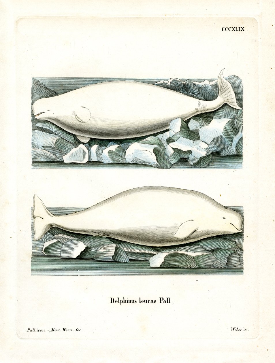 White Whale (färgad gravyr) av German School