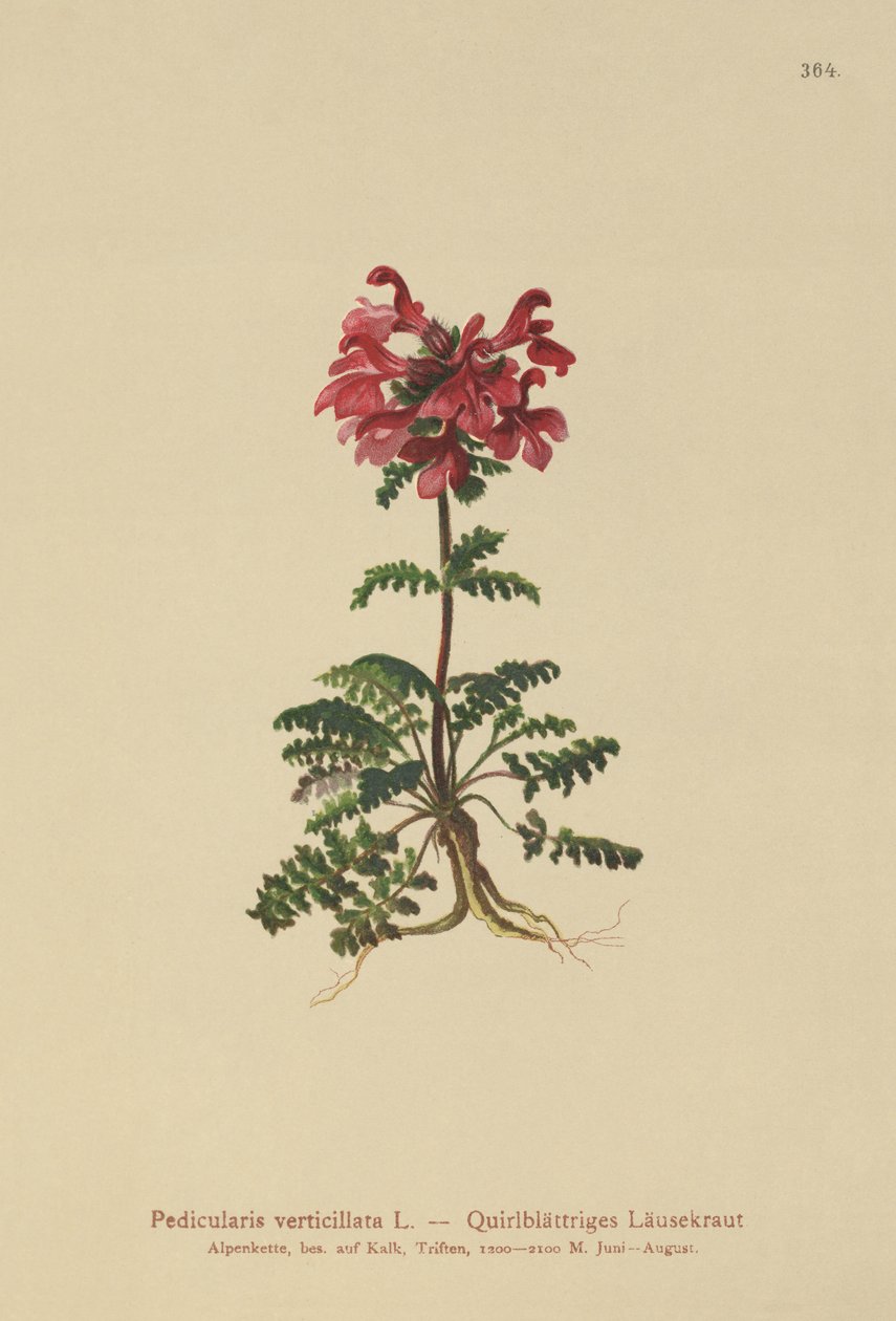 Slingor (Pedicularis verticillata) av German School