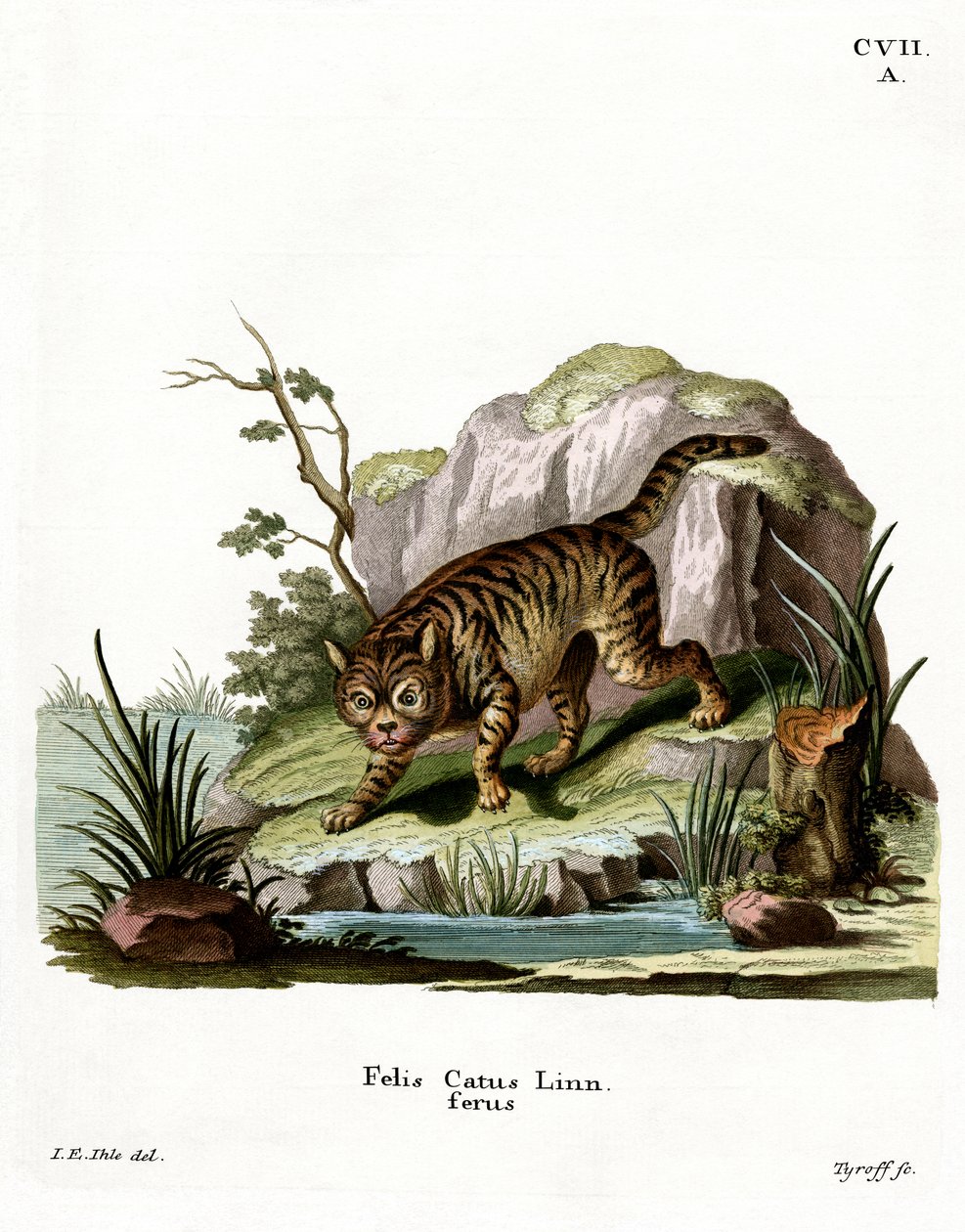 Wildcat (färgad gravyr) av German School