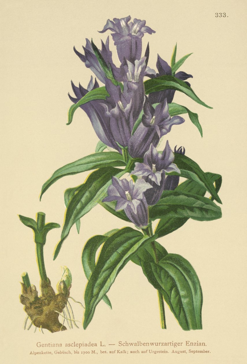 Pilgentiana (Gentiana asclepiadea) av German School