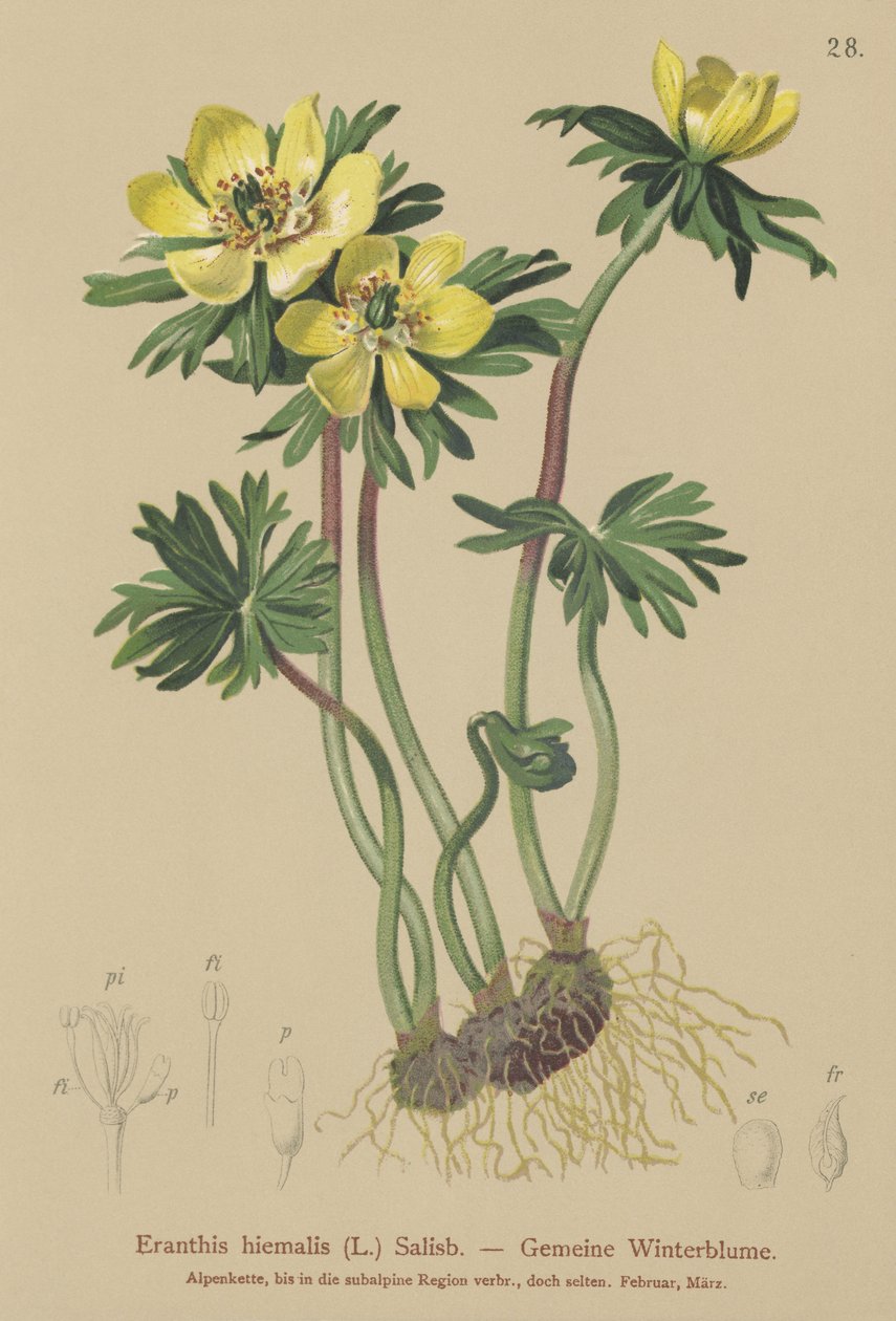 Vinterakonit (Eranthis hiemalis, Eranthis hyemalis) av German School
