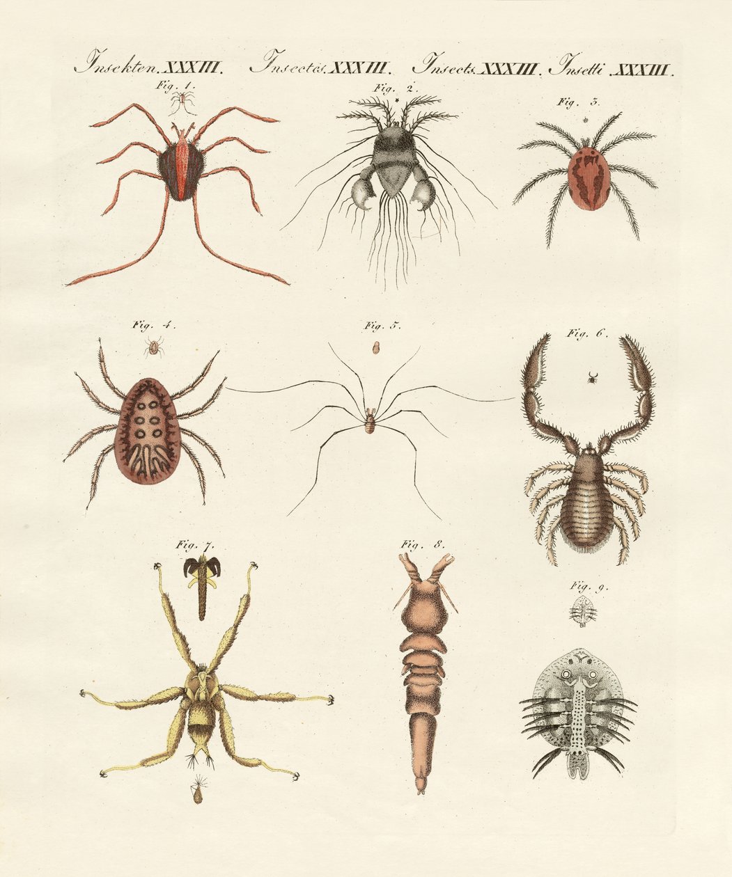 Underbara insekter (färgad gravyr) av German School
