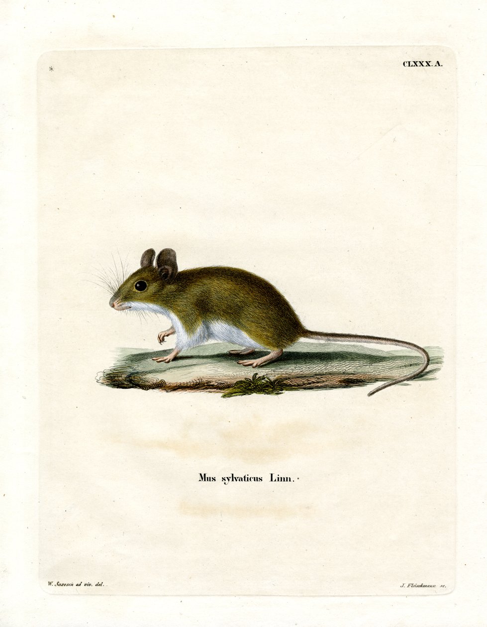 Wood Mouse (färgad gravyr) av German School