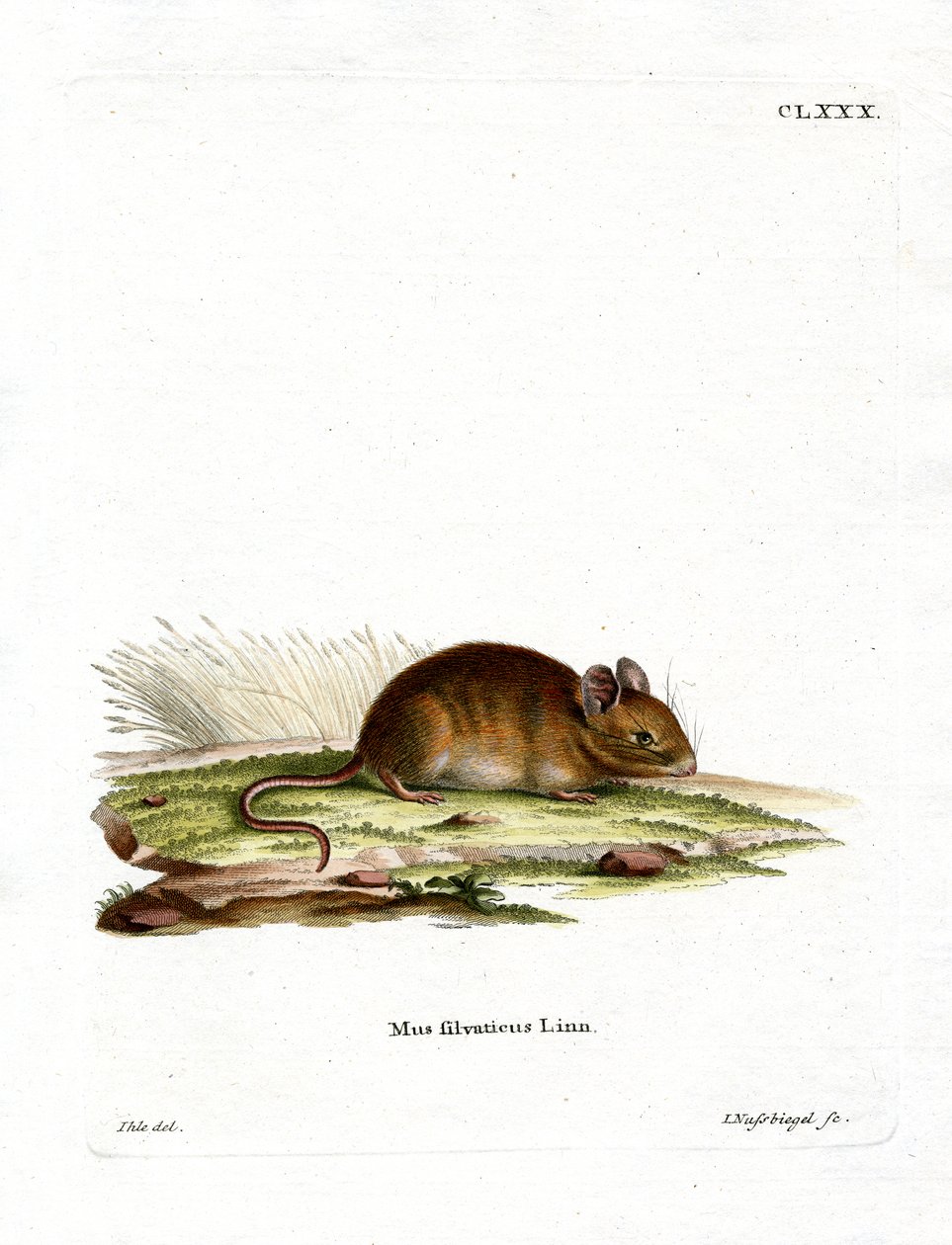 Wood Mouse (färgad gravyr) av German School