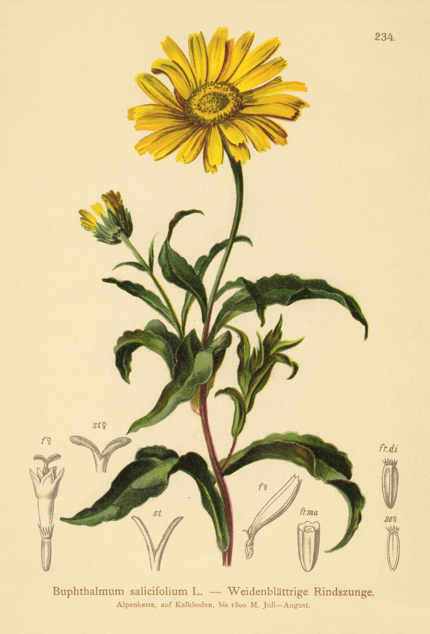 Gult oxöga (Buphthalmum salicifolium) av German School